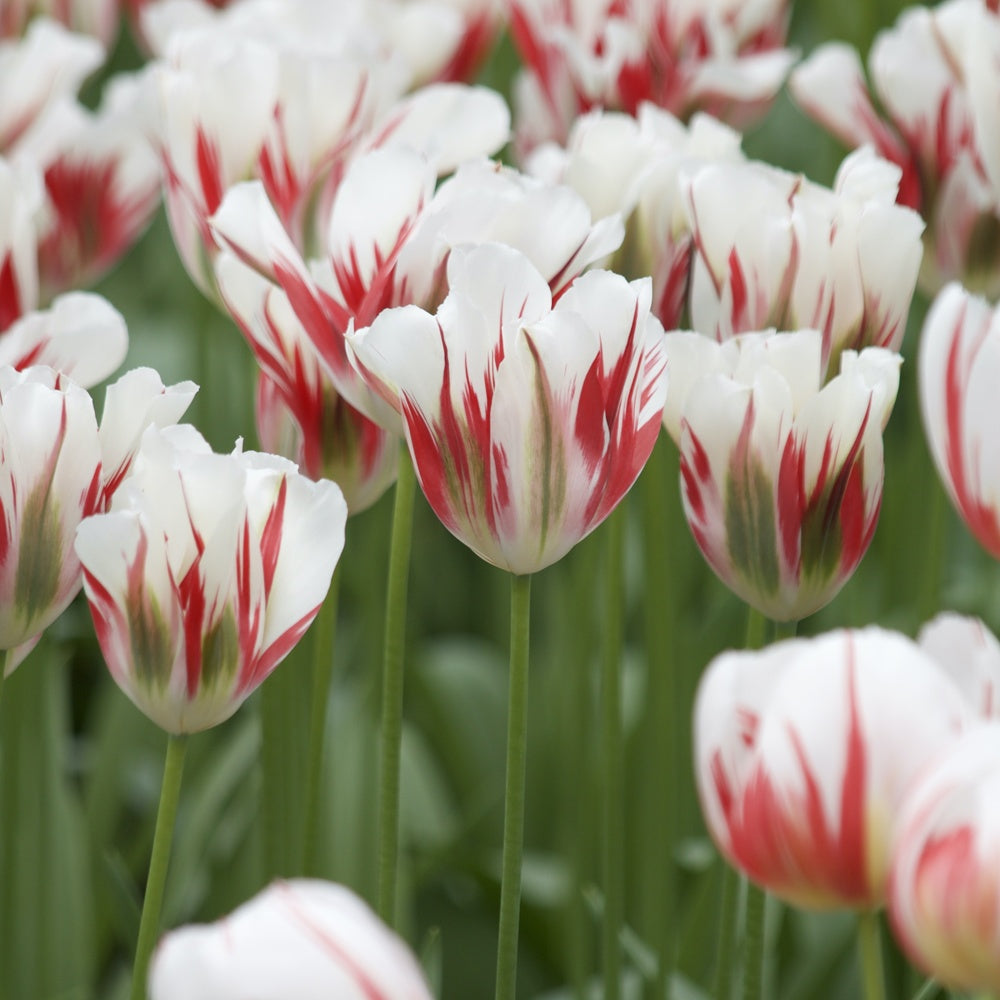 Tulpen Viridiflora Flaming spring green - Bakker