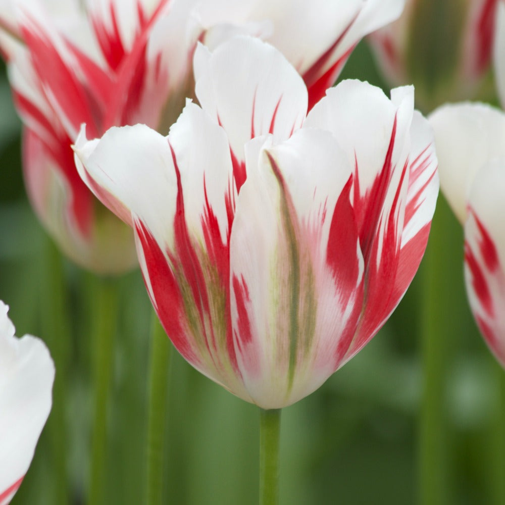 Tulpen Viridiflora Flaming spring green - Tulipa 'flaming spring green' - Bakker