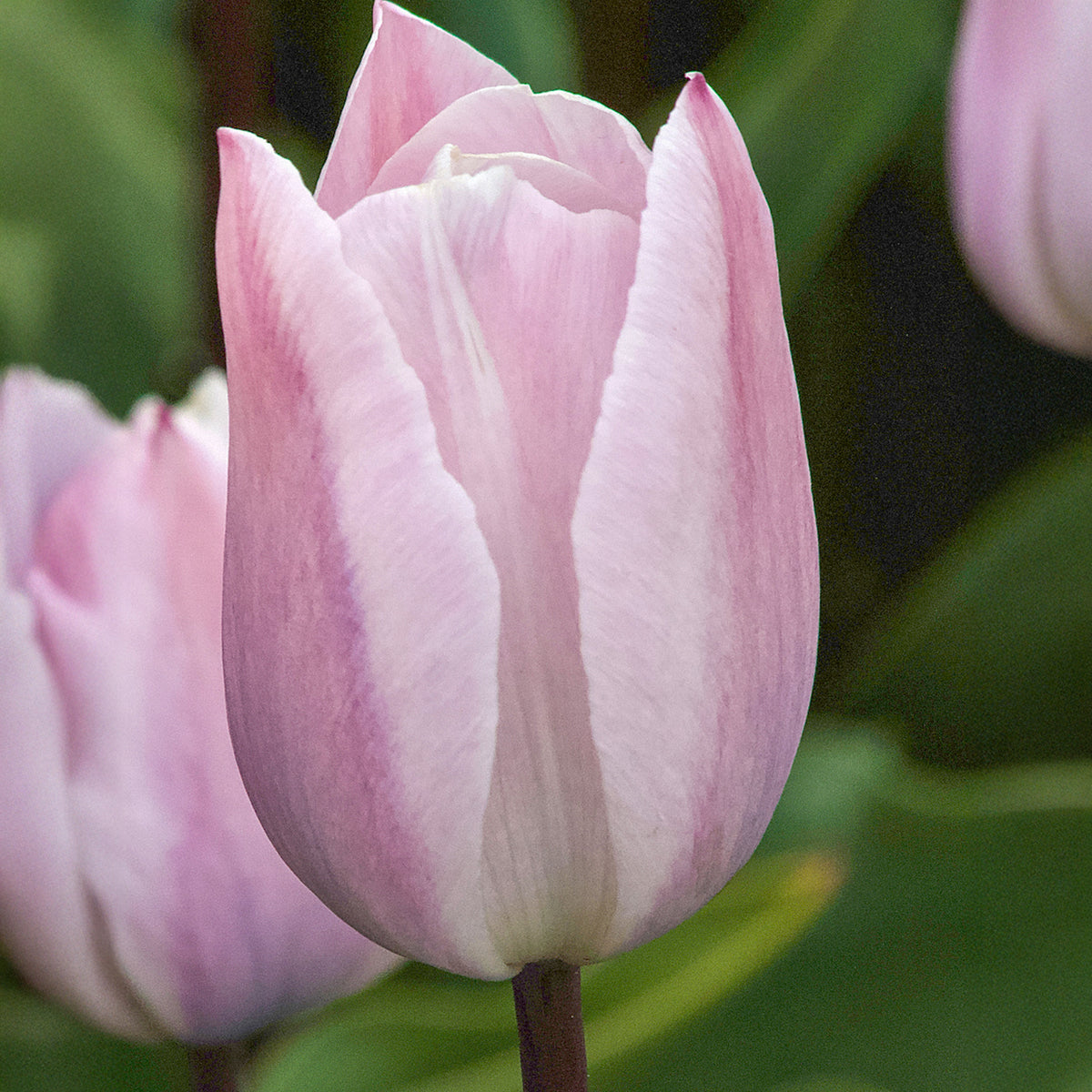 Tulpen Triomphe Silver Cloud - Bakker