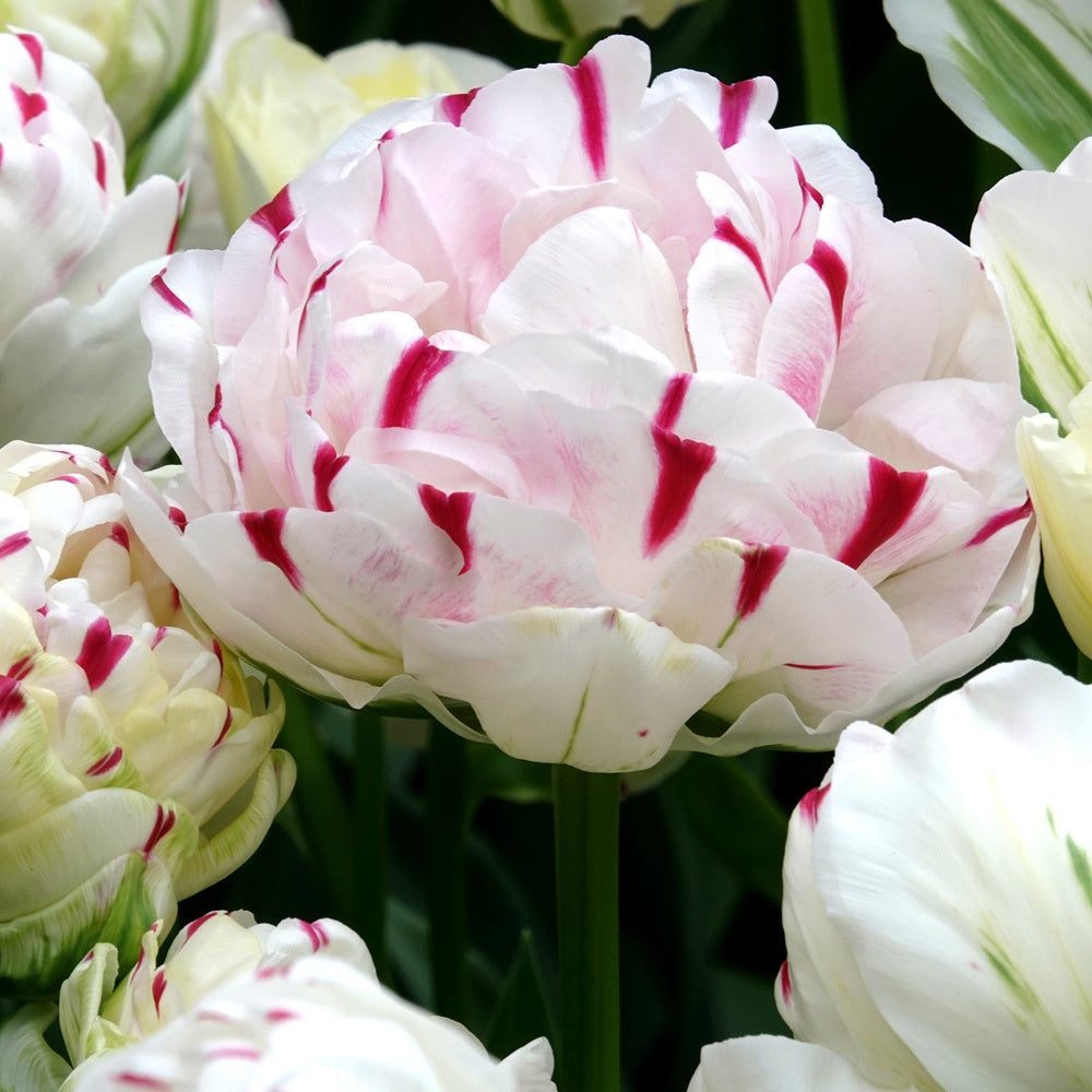 Dubbele tulpen Dance line - Bakker