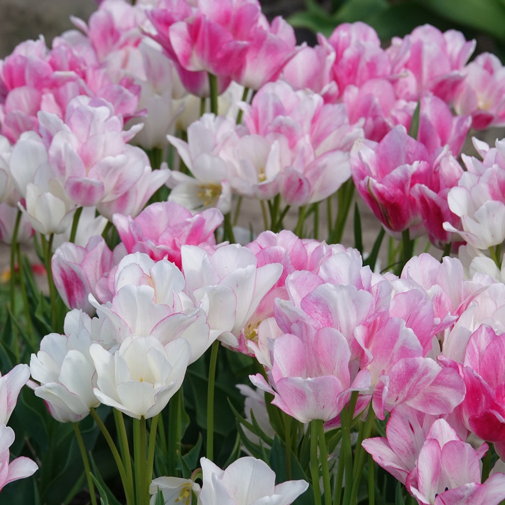 Tulpen Pluriflores Candy Club - Tulipa Candy Club - Bakker