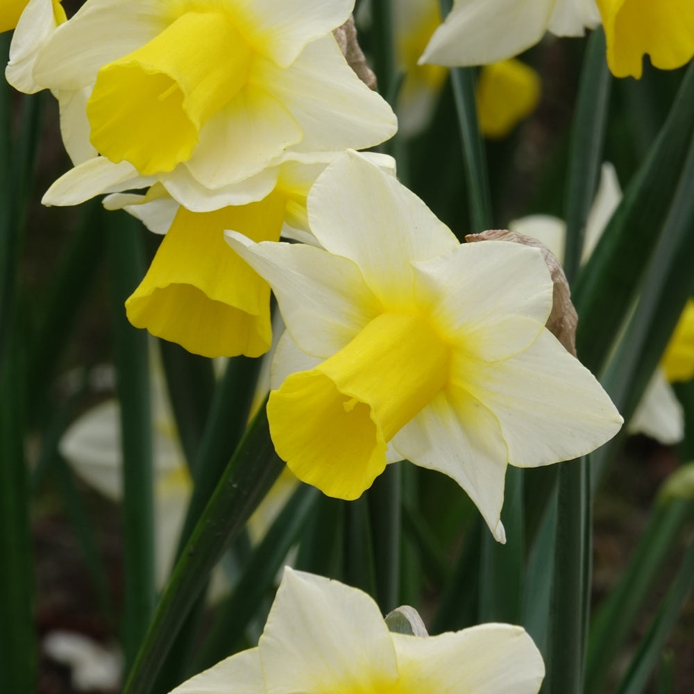 Narcissen Golden Echo (x7) - Bakker