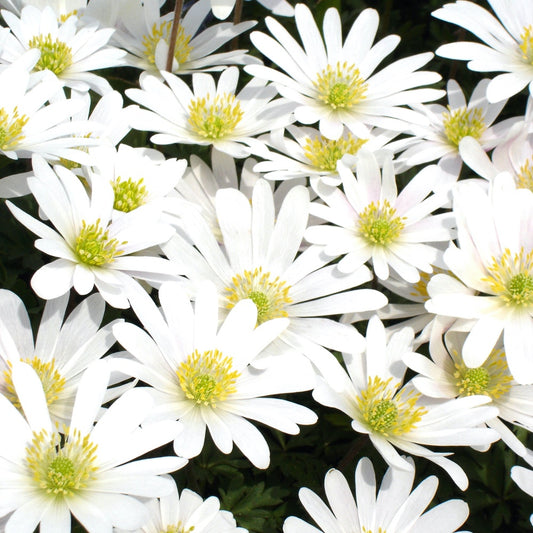Griekse Anemonen White splendour - Bakker