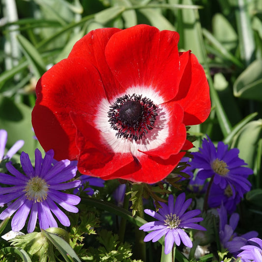 Anemonen coronaria rood - Bakker