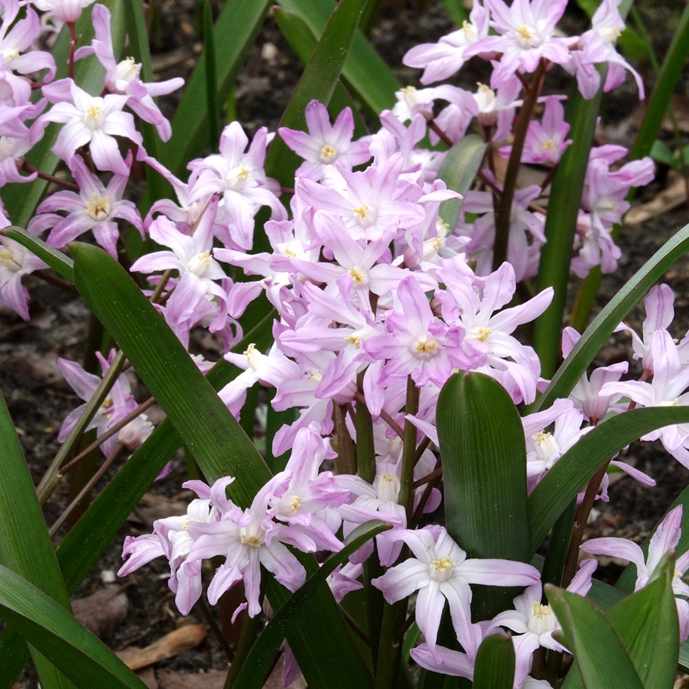 Sneeuwroem 'Pink Giant' - Bakker