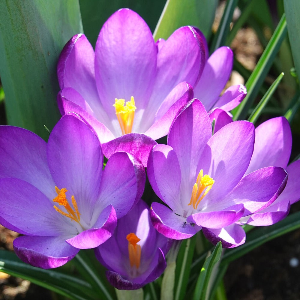 Hybride Crocussen Ruby Giant - Bakker