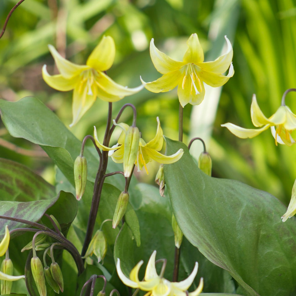 Pagode erythronium - Erythronium 'pagoda' - Bakker