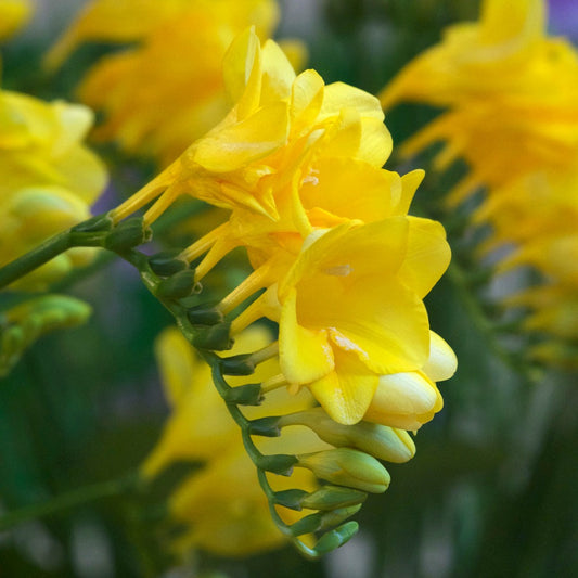 Gele Freesia - Bakker