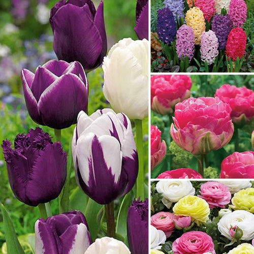 130 bloembollen verrassingspakket - Bakker