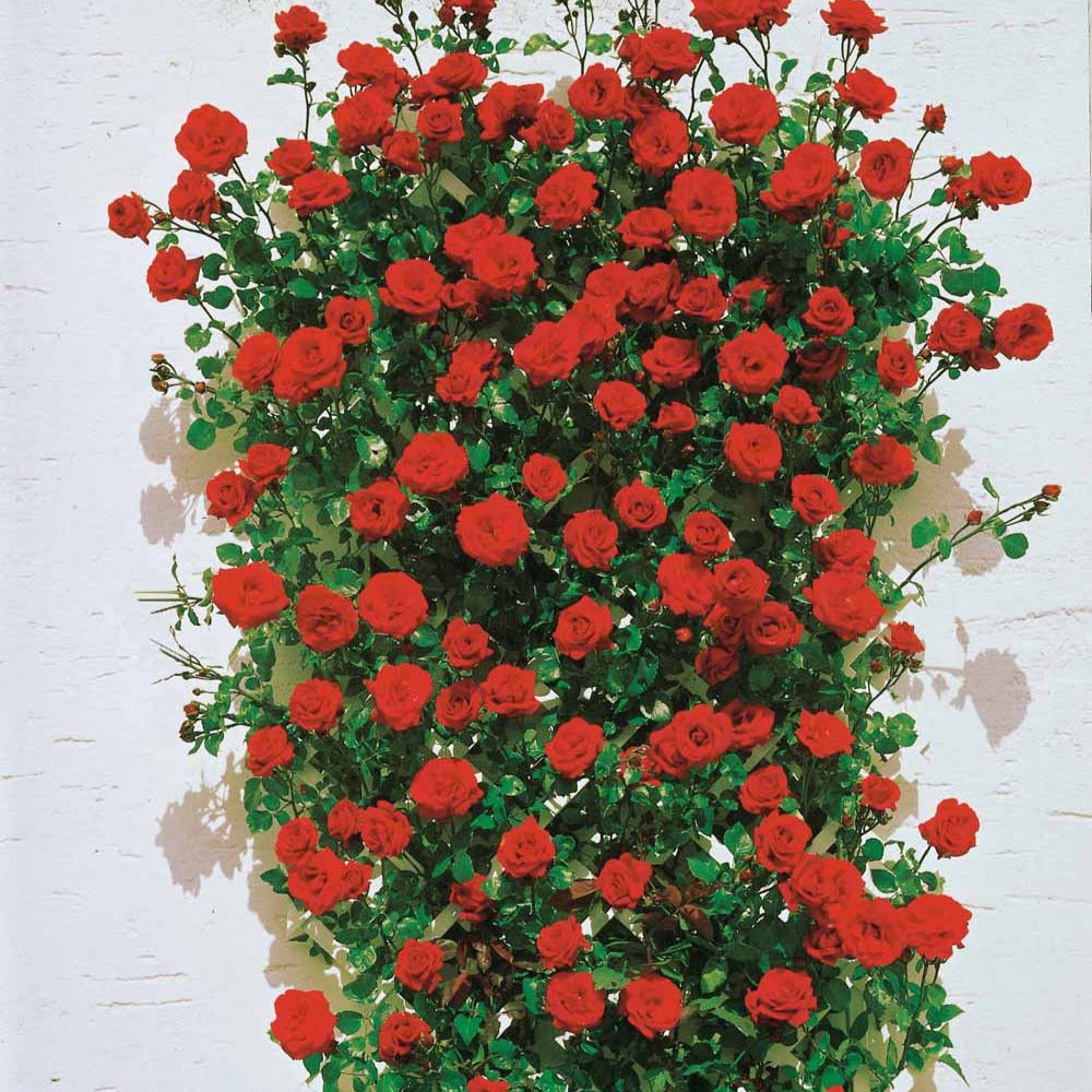 Klimrozen - Klimroos 'Santana' - Rosa santana ®