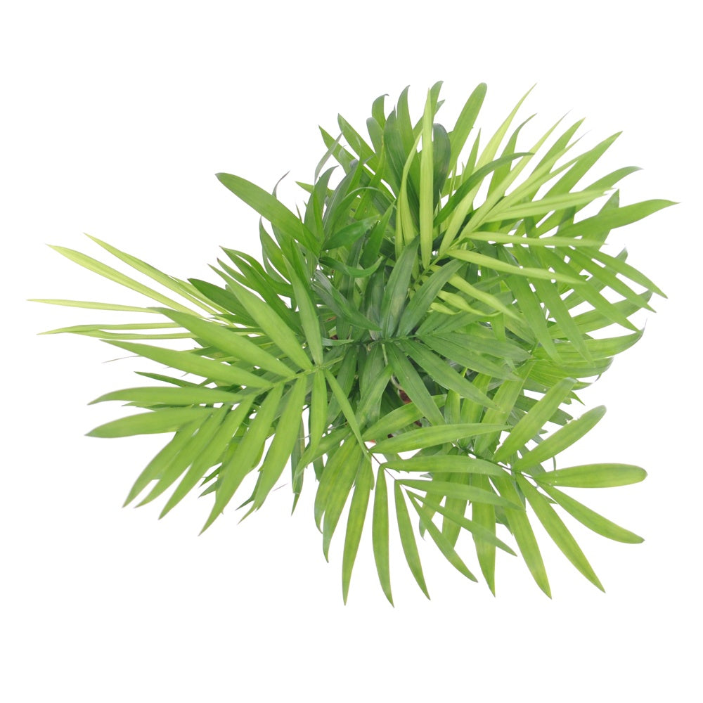 Mexicaanse dwergpalm - Binnenpalmen - Bakker