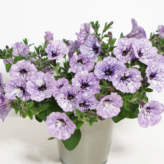 Petunia 'Lavender Sky' (x3) - Bakker