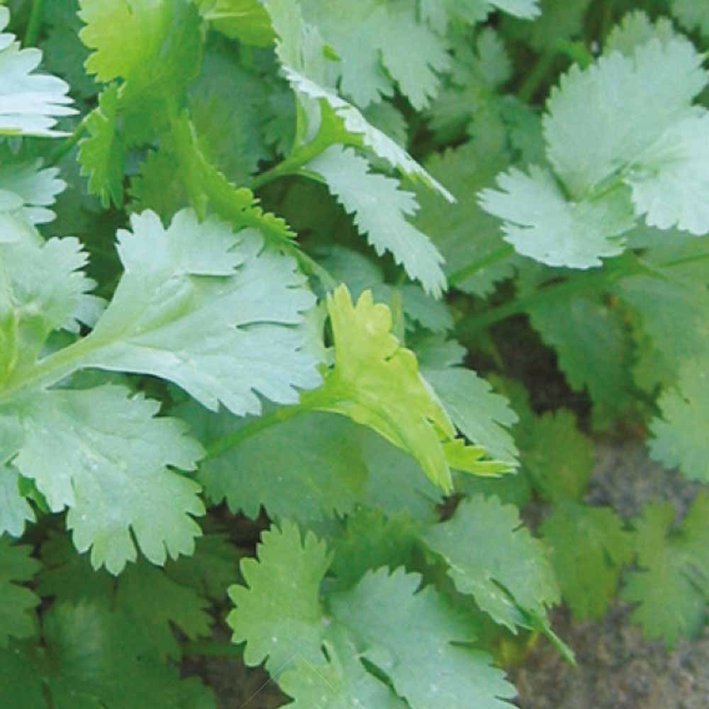 Aromatische collectie #2 - Kruidenzaden - Bakker