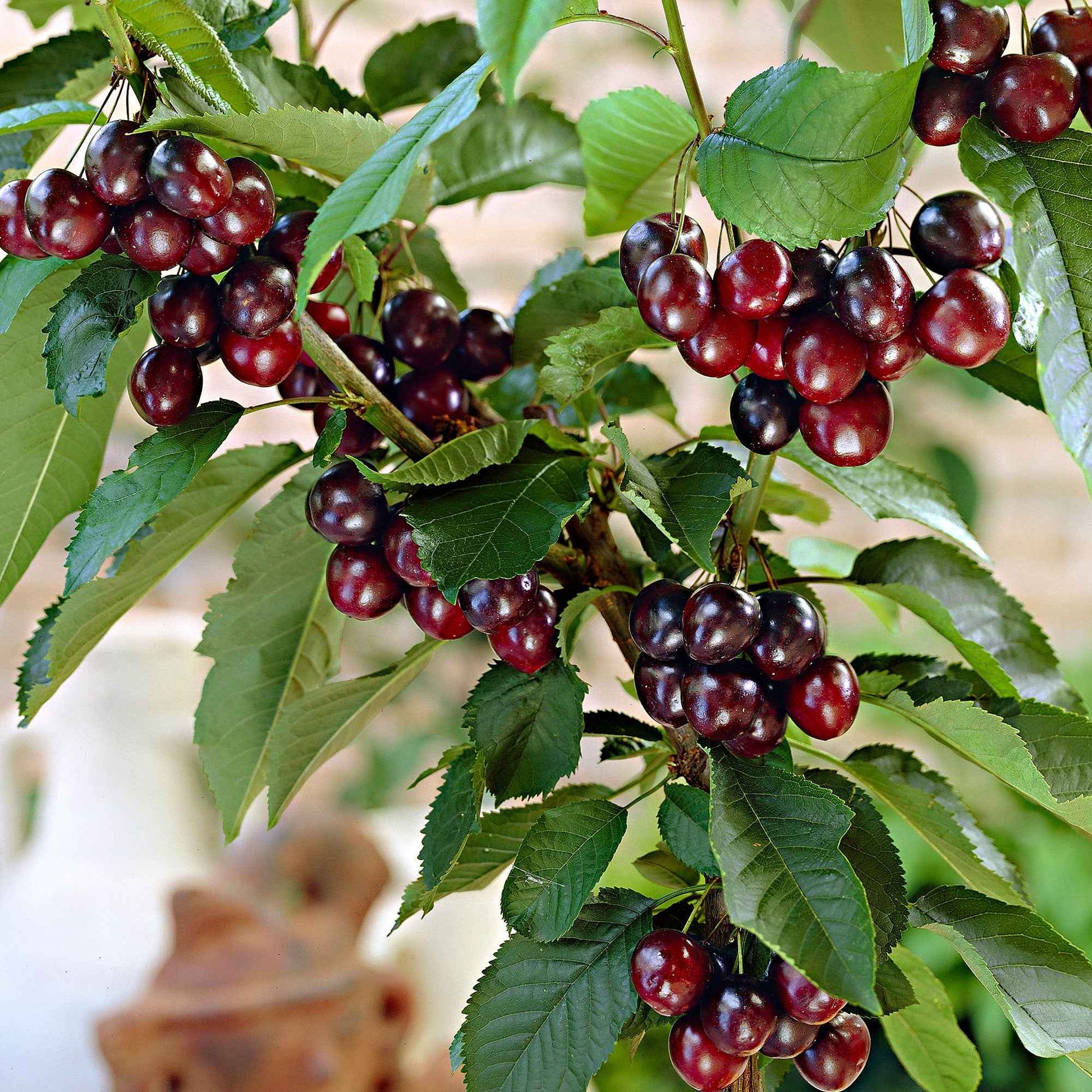 Dwerg kersenboom Prunus 'Musketiers Athos'® - Winterhard - Kersen