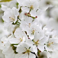 Dwerg kersenboom Prunus 'Musketiers Athos'® - Winterhard - Fruitbomen