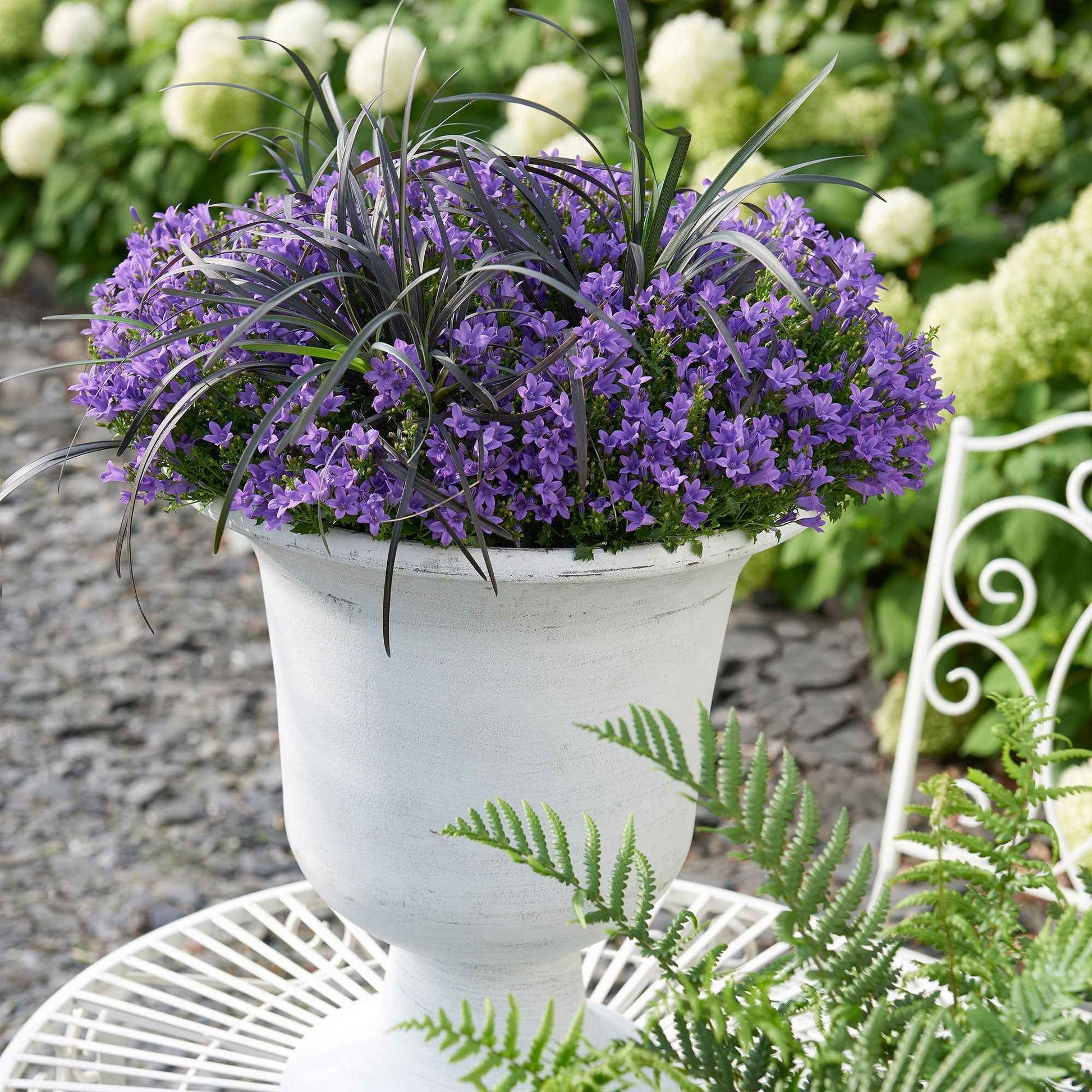 Campanula 'Adansa Purple' Paars - Winterhard - Alle vaste tuinplanten