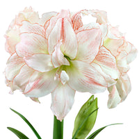 Amaryllis 'Aphrodite' roze-wit - Alle populaire bloembollen