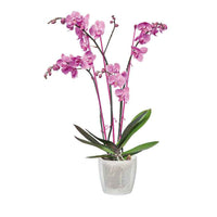 Elho bloempot Brussels orchid rond transparant - Binnenpot - Elho