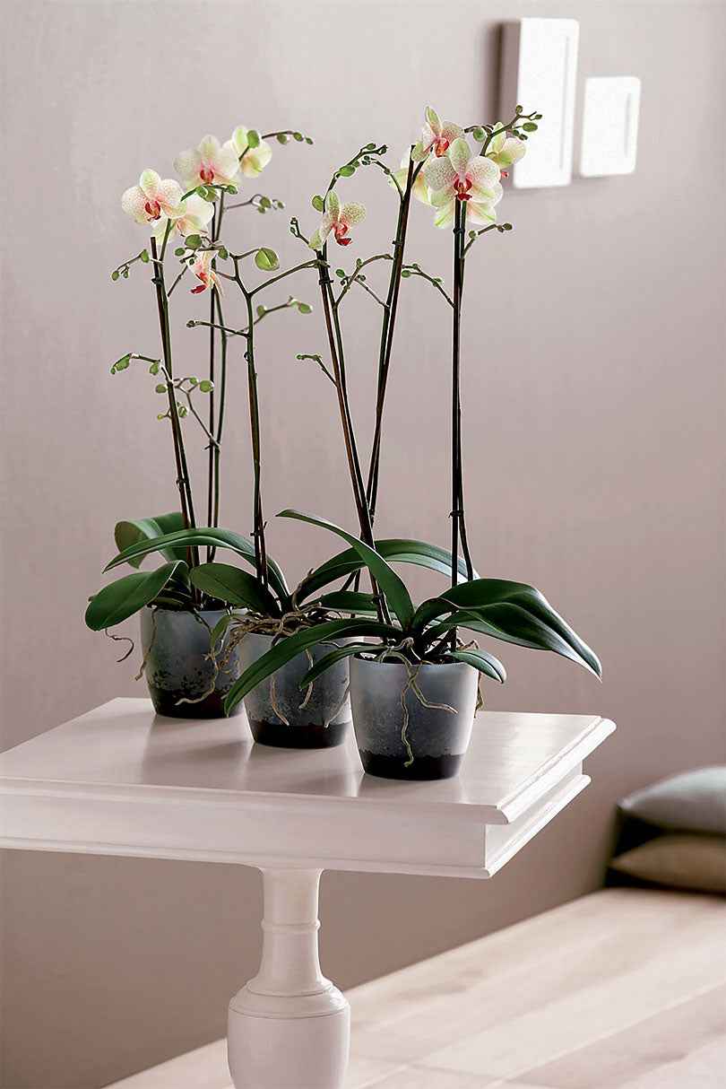 Elho bloempot Brussels orchid rond transparant - Binnenpot - Bloempotten