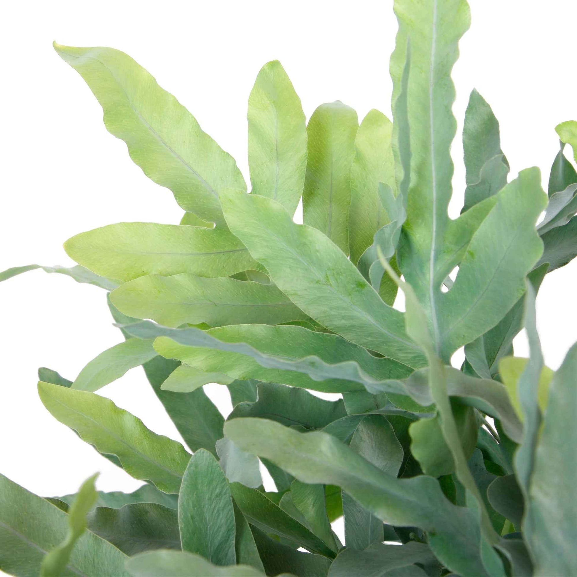 Blauwvaren Phlebodium 'Blue Star' incl. kunststof hangpot - Diervriendelijke kamerplanten