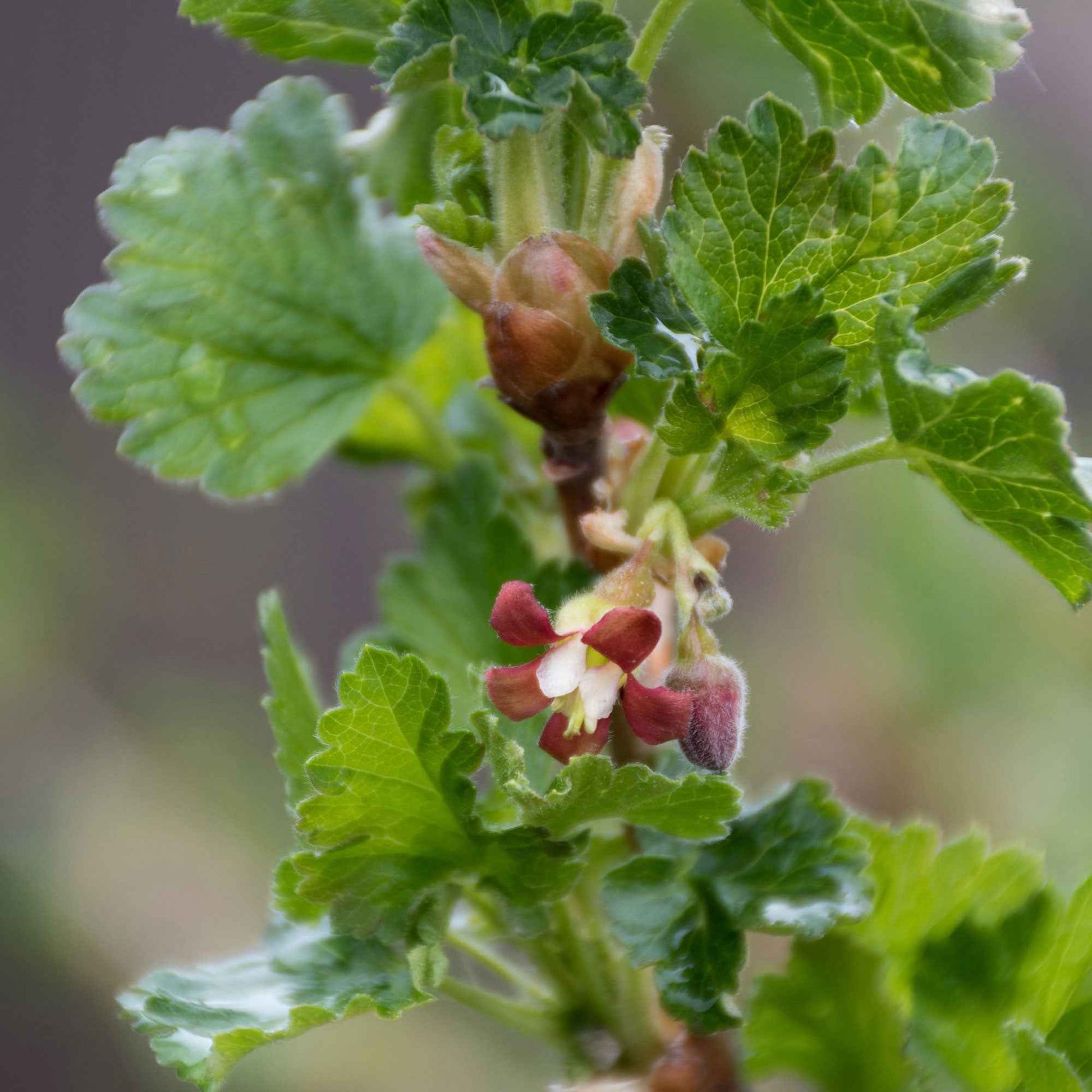 Kruisbes Ribes 'Lady Late' Wit - Bio - Winterhard - Biologische tuinplanten