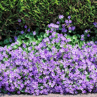 Kruipende klokjesbloem Campanula portenschlagiana - violetblauw - Biologisch - Alle vaste tuinplanten