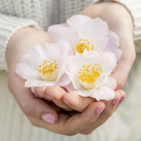Japanse roos Camellia 'Winter Perfume Pearl' wit-roze - Winterhard - Heesters