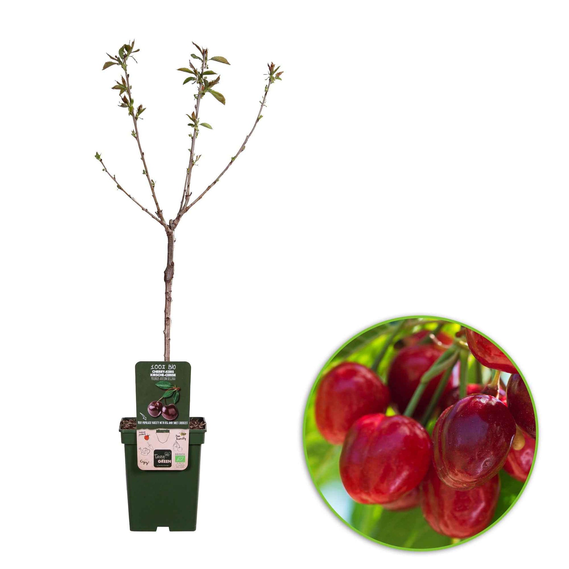 Dwerg kersenboom Prunus avium 'Regina' Groen-Rood-Wit - Bio - Winterhard - Fruitbomen