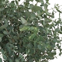 Gomboom Eucalyptus gunnii 'Azura' incl. vierkante rotan mand - Winterhard - Alle bomen en hagen