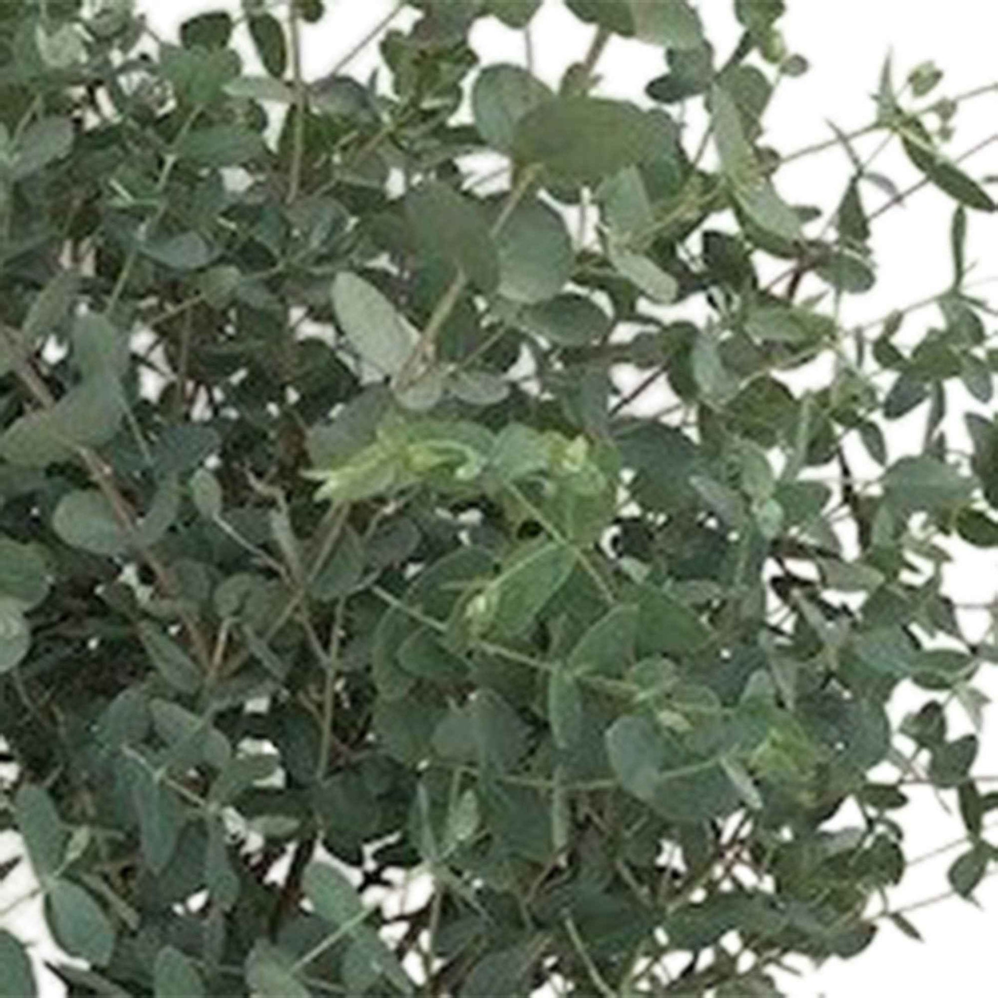 Gomboom Eucalyptus gunnii 'Azura' incl. vierkante rotan mand - Winterhard - Alle buitenplanten in sierpot