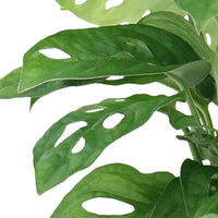 Gatenplant Monstera 'Monkey Leaf' incl. sierpot wit - Binnenplant in pot cadeau