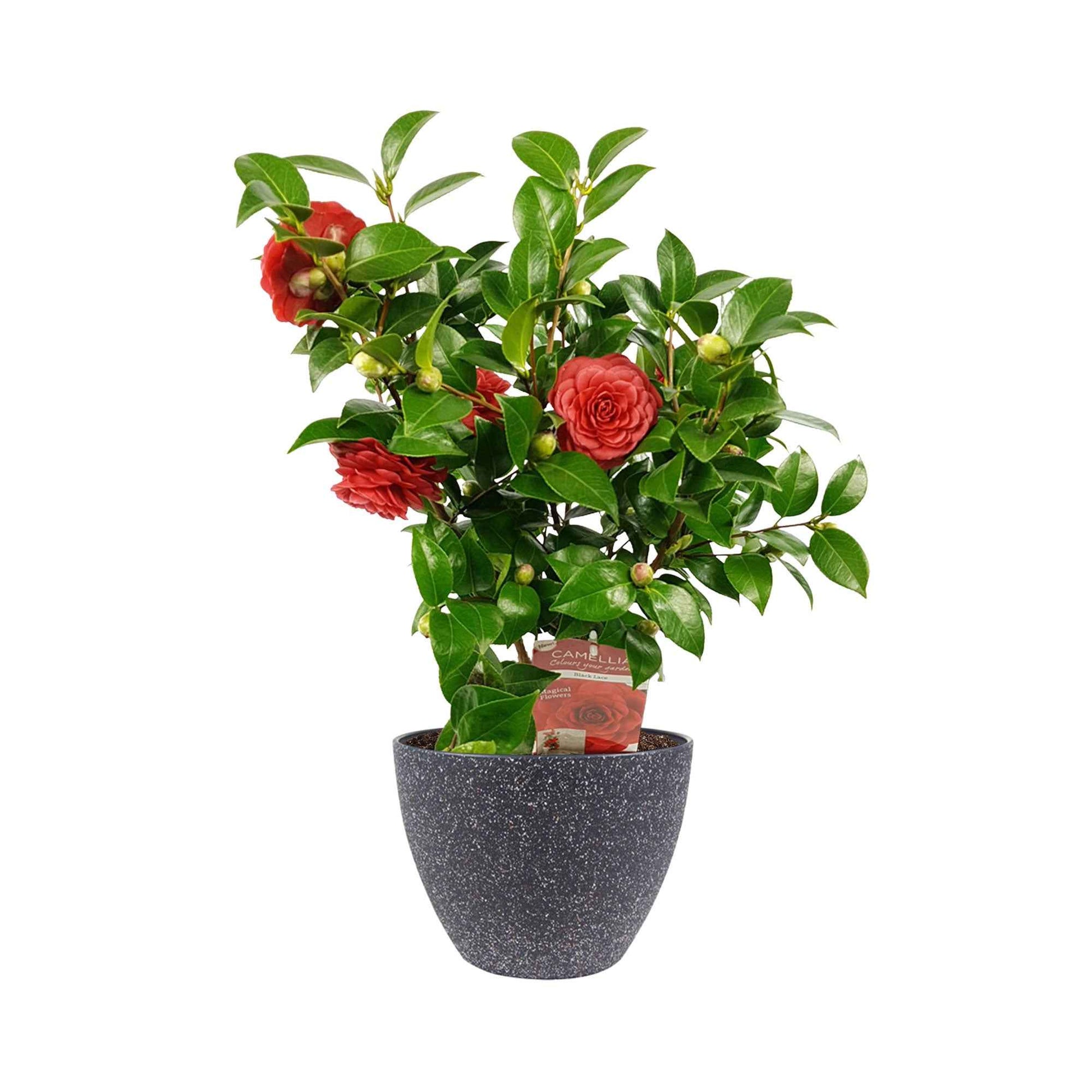 Camelia Camellia japonica 'Black Lace' rood incl. sierpot - Winterhard - Buitenplanten in sierpot