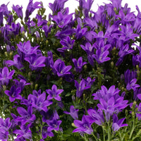 3x Klokjesbloem Campanula 'Ambella Intense Purple' paars incl. balkonbak antraciet - Bodembedekkers