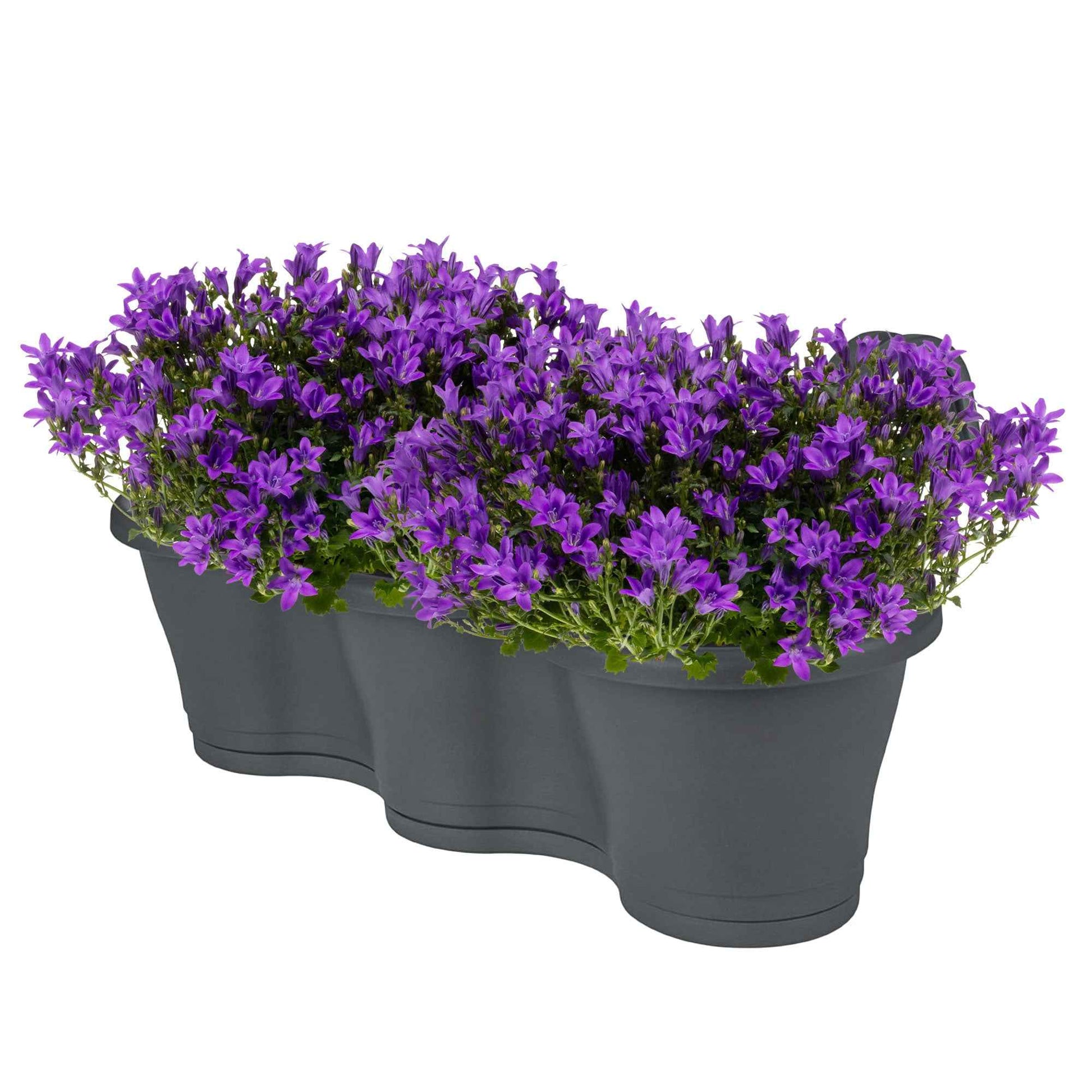 3x Klokjesbloem Campanula 'Ambella Intense Purple' paars incl. balkonbak antraciet - Alle vaste tuinplanten