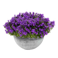 3x Klokjesbloem Campanula 'Ambella Intense Purple' paars incl. schaal grijs - Alle tuinplanten in pot