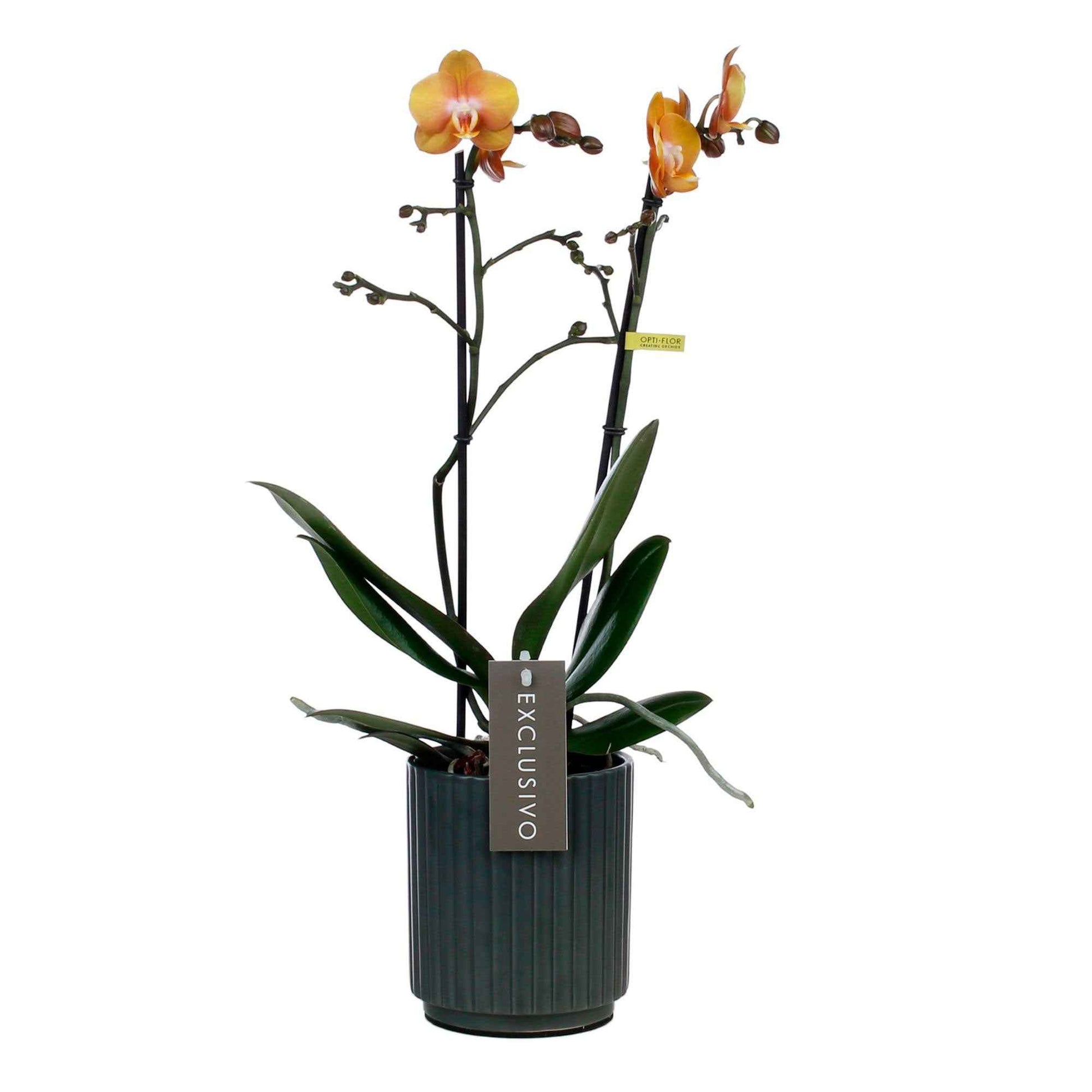 Vlinderorchidee Phalaenopsis 'Las Vegas' Oranje incl. sierpot - Bloeiende kamerplanten