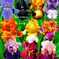 10x Iris germanica - Mix 'Flowertastic' - Bare rooted - Winterhard - Alle borderpakketten