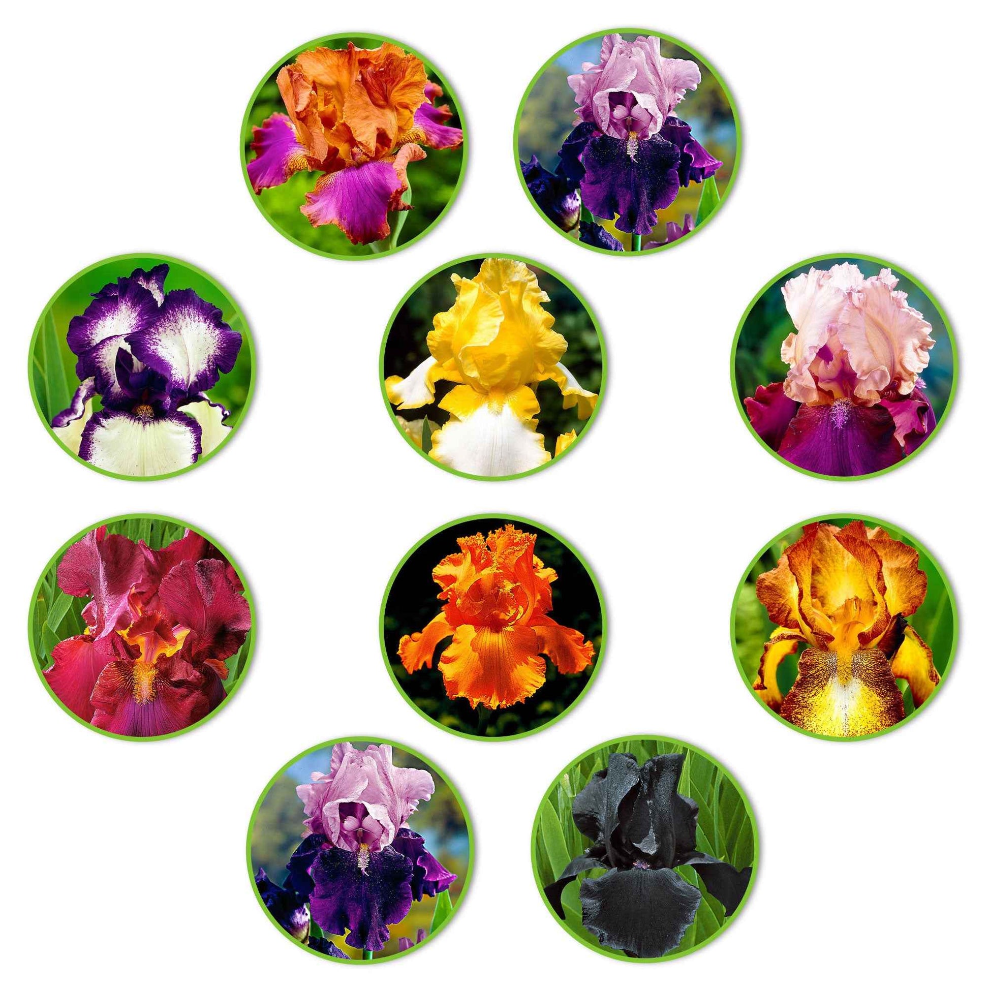10x Iris germanica - Mix 'Flowertastic' - Bare rooted - Winterhard - Alle vaste tuinplanten