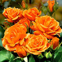Stamroos Rosa 'Orange Sensation' oranje - Bare rooted - Winterhard - Plant eigenschap