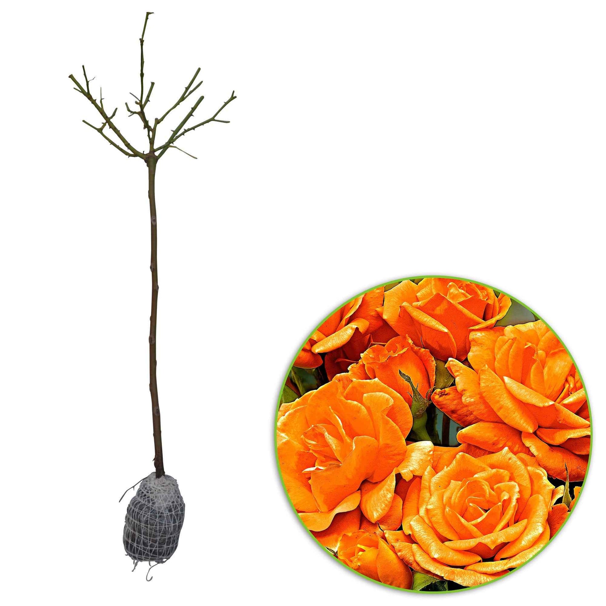 Stamroos Rosa 'Orange Sensation' oranje - Bare rooted - Winterhard - Heesters op stam