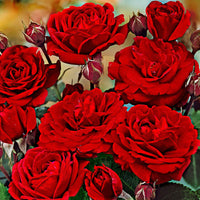 Stamroos Rosa 'Nina Rosa' rood - Bare rooted - Winterhard - Plant eigenschap