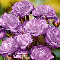 Stamroos Rosa 'Minerva' paars - Bare rooted - Winterhard - Plant eigenschap