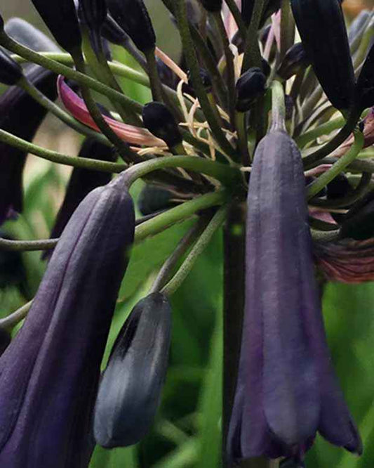 Afrikaanse lelie 'Black Magic' - Agapanthus black magic - Tuinplanten