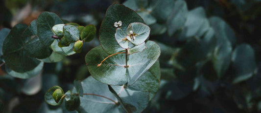 De Eucalyptus: multifunctionele plant en wondermiddel