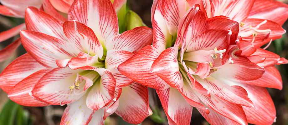 Zo verzorg je de amaryllis