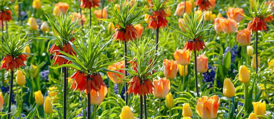 Fritillaria: de klokjes voor later in het voorjaar