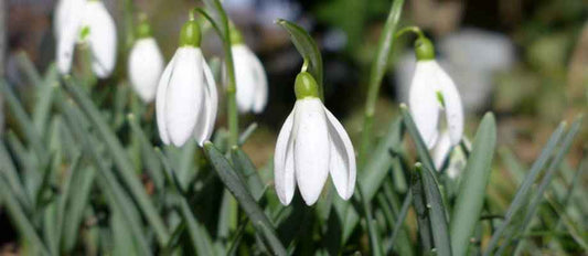 Het verwilderen van bloembollen en planten