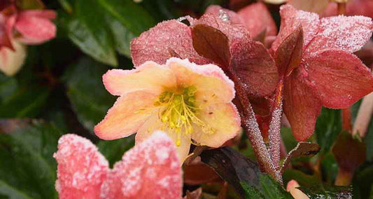 Helleborus: de mooiste winterbloeier