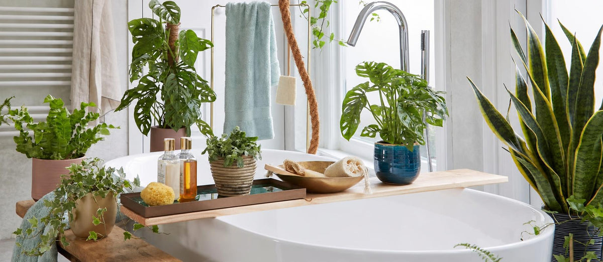 Deze 5 planten zijn perfect voor in jouw badkamer
