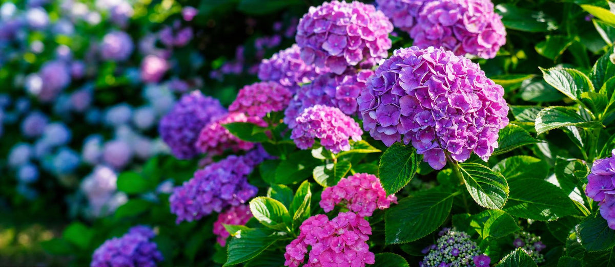 Zo snoei je de boerenhortensia